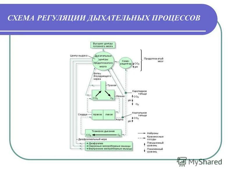 Вспомните как регулируется дыхание у человека зная