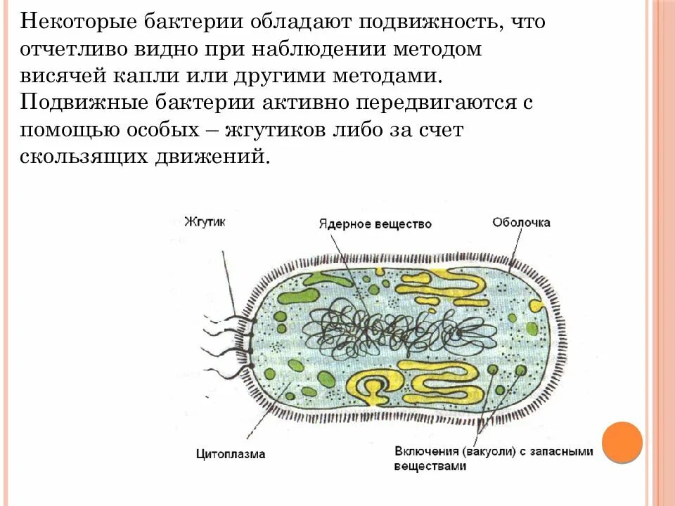 Плюсы бактерий в жизни человека. Жизнь бактерий. Бактерии в жизни человека. Полезные и вредные бактерии в природе. Информация о пользе бактерий.