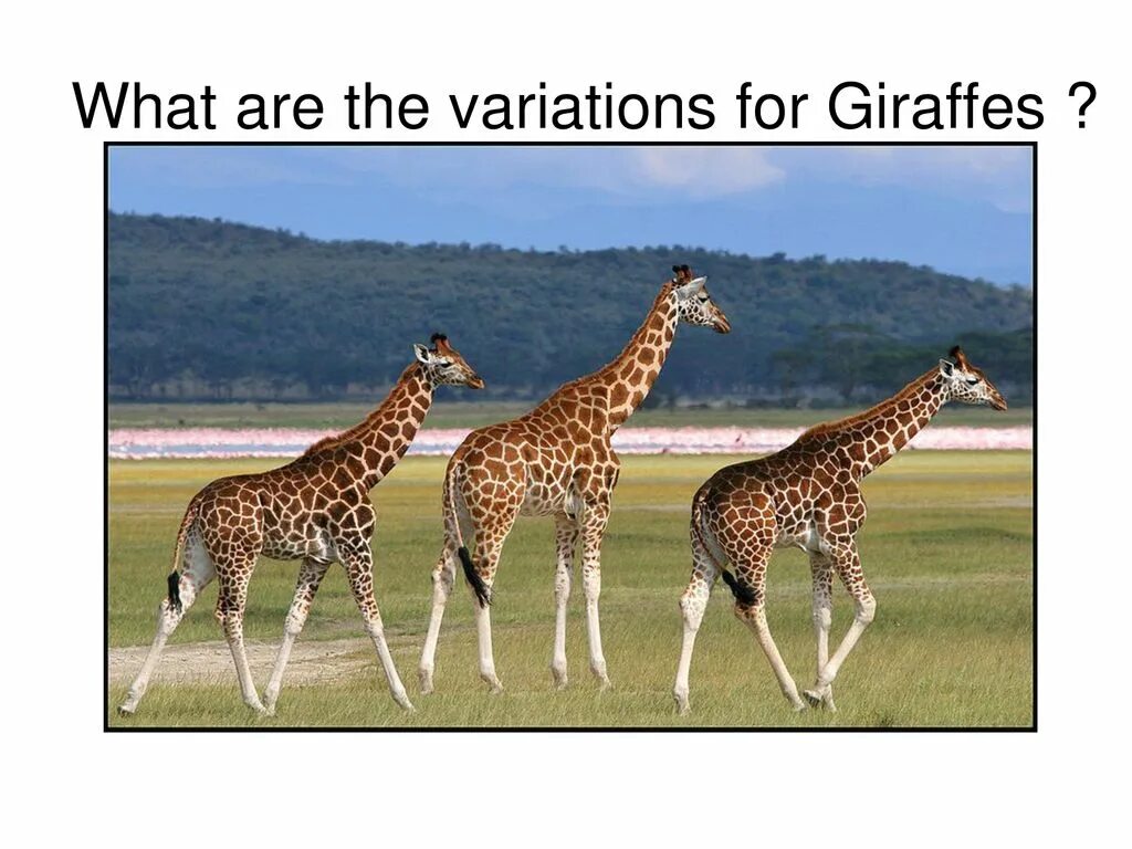 Жирафы бессердечные животные. Слово Жираф. Лексическое значение слова Жираф. Жираф — самое большое сердце в мире.