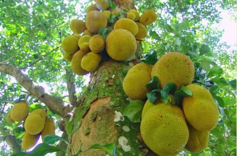 Джекфрут дерево. Джекфрут Тутовые. Хлебное дерево (Artocarpus altilis, Breadfruit, pana). Артокарпус хлебное дерево. Фрукты которые растут на деревьях