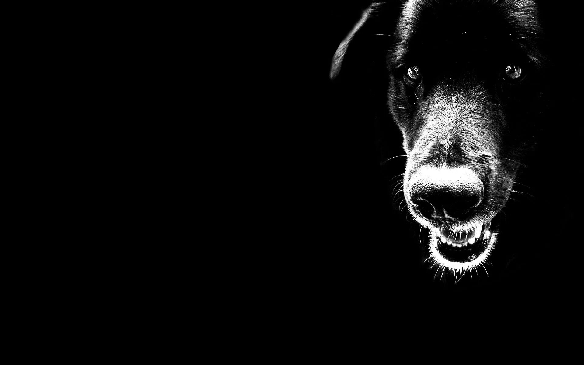 Черные обои. Картинки на черном фоне. Черные собаки. Черное на черном фоне.