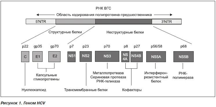 Белки гепатита с. Структурные белки гепатита с. Неструктурные белки гепатита с. Неструктурные белки вируса гепатита с. Гепатит с с структурной и неструктурным белкам.