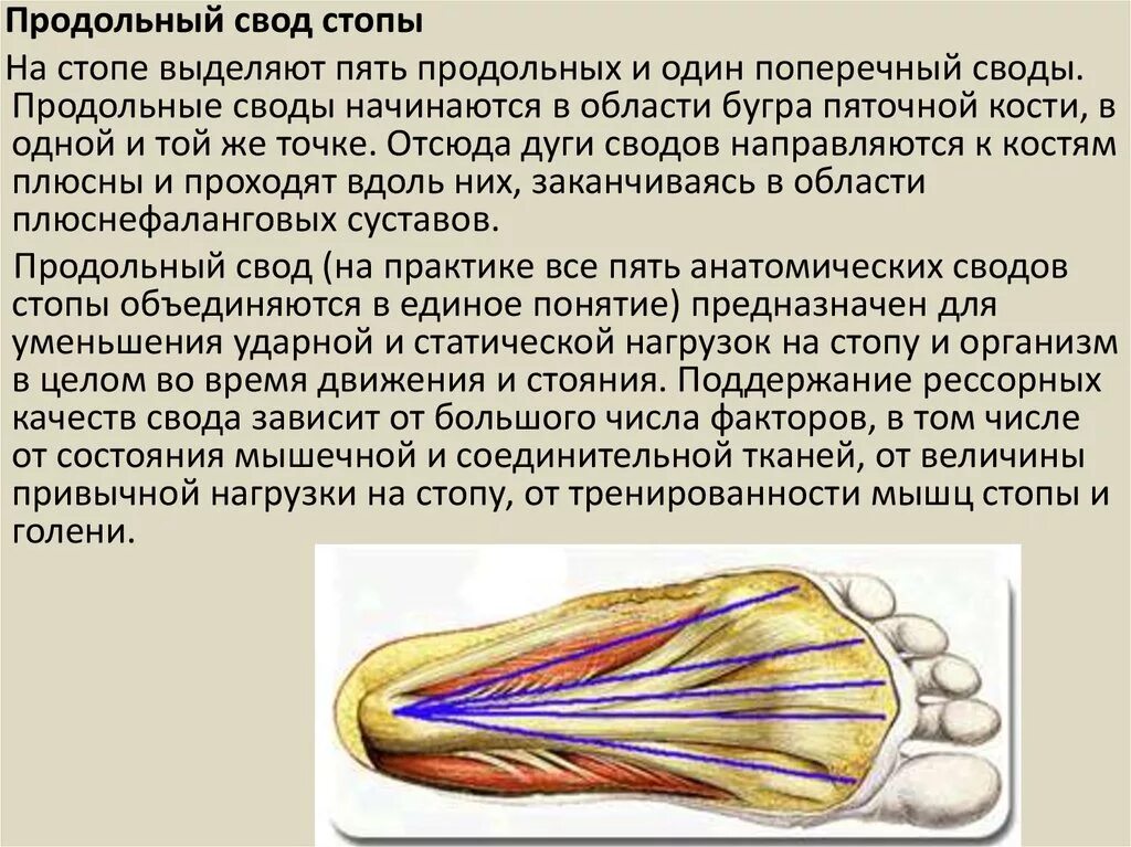 Продольный поперечный свод. Поперечный свод стопы кости. Поперечный свод стопы мышцы. Продольный свод стопы. Мышцы формирующие свод стопы.