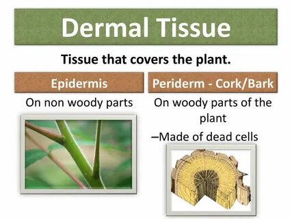 Plant tissues