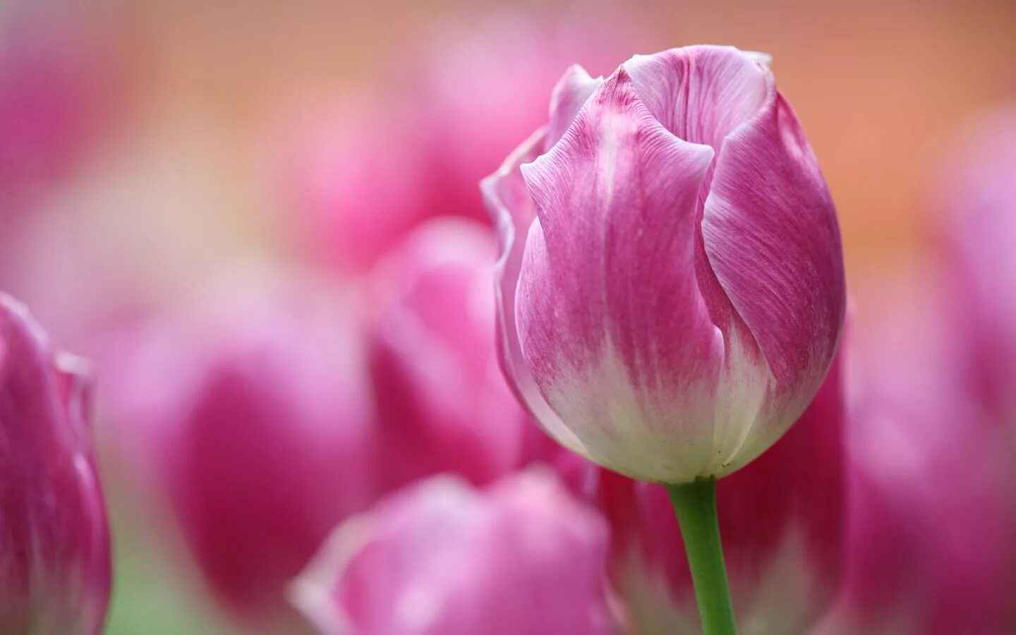 Is not a rose is a tulip