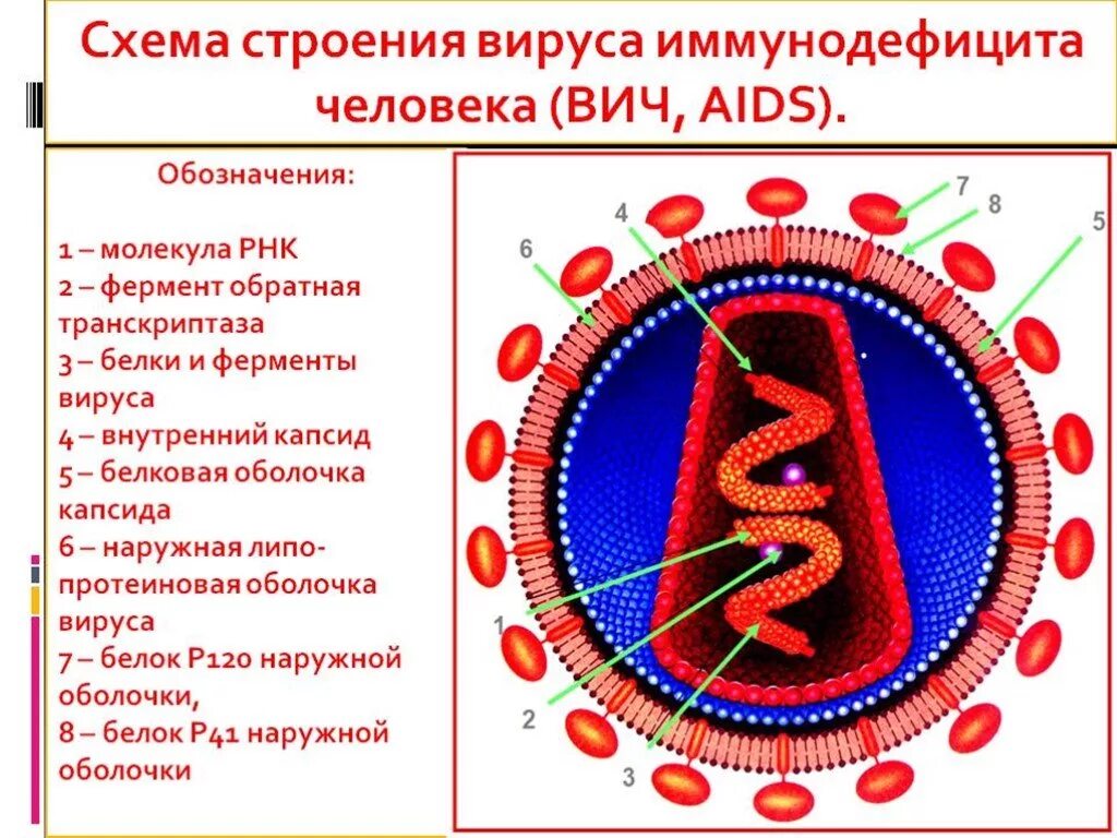 ВИЧ структура вириона. Схема строения вириона ВИЧ инфекция. Ферменты вириона ВИЧ. Структура вируса иммунодефицита человека ВИЧ 1 ВИЧ 2. Поражаемые структуры спида