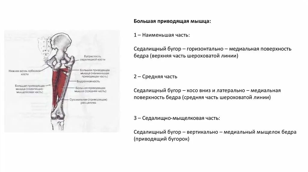 Функции приводящих мышц. Приводящие мышцы бедра функции. Большая приводящая мышца. Большая приводящая мышца бедра. Длинная приводящая мышца бедра функции.