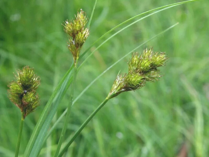осока серая. осока карликовая. Carex canescens. осока толстостолбиковая.