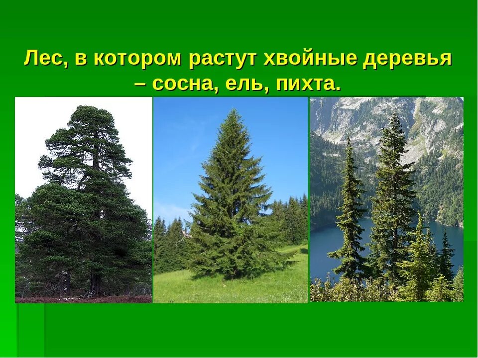 Какие есть группы лесов. Ель сосна и пихта хвойные деревья. Ель сосна пихта. Деревья которые растут в хвойном лесу. Что растет в хвойном лесу.