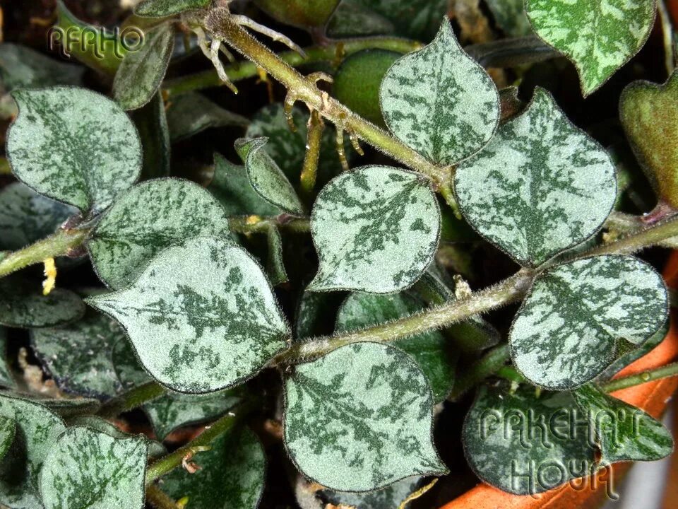 Хойя куртиси. Хойя curtisii Silver. Hoya curtisii Silver. Хойя curtisii Splash. Хойя PAKEHAS.