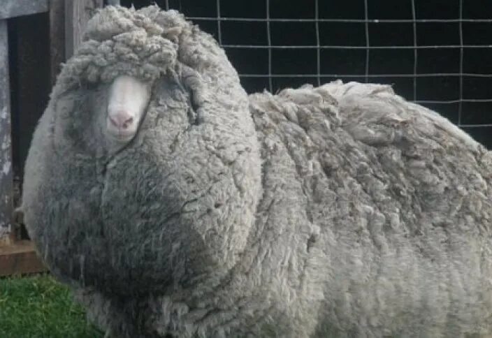 Овца шерсть 35 кг. Овцы с длинной шерстью. Самые большие овечки в мире.