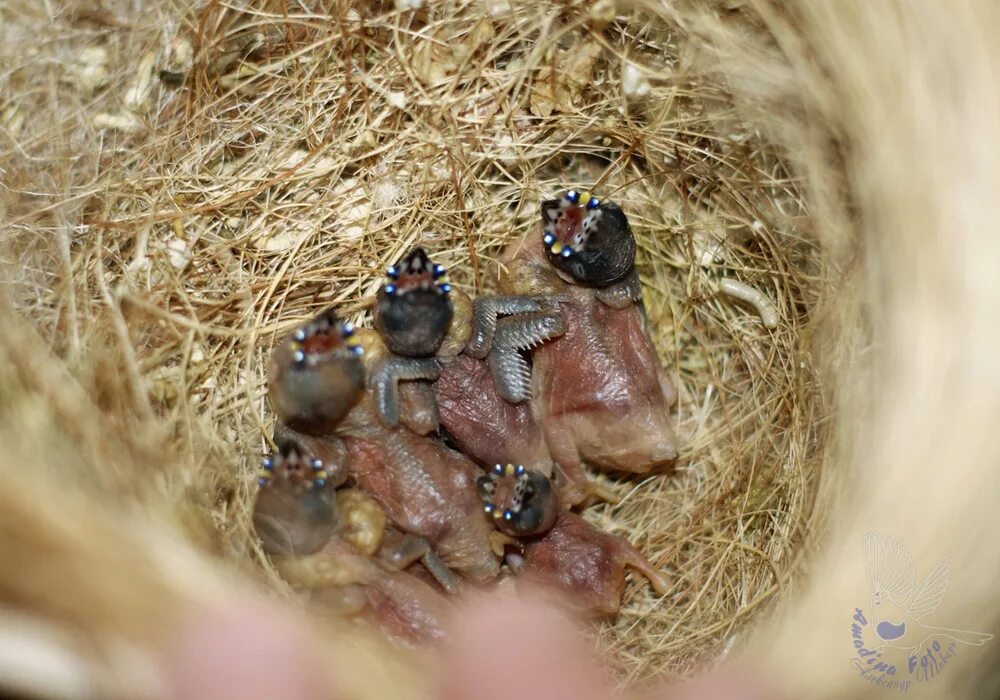 пиенец гульдова амадина. птенцы амадинов зебровых. птенец амадина. гульдова амадина птенец. птичка амадин птенец.