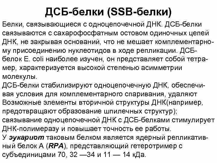 SSB белки. Функции SSB белков. SSB белки функции. SSB белки на ДНК.