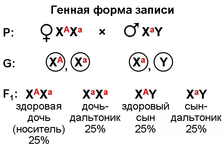 Схема наследования дальтонизма. Гемофилия генотип родителей. Схема скрещивания дальтонизм. Наследование далтонизм.