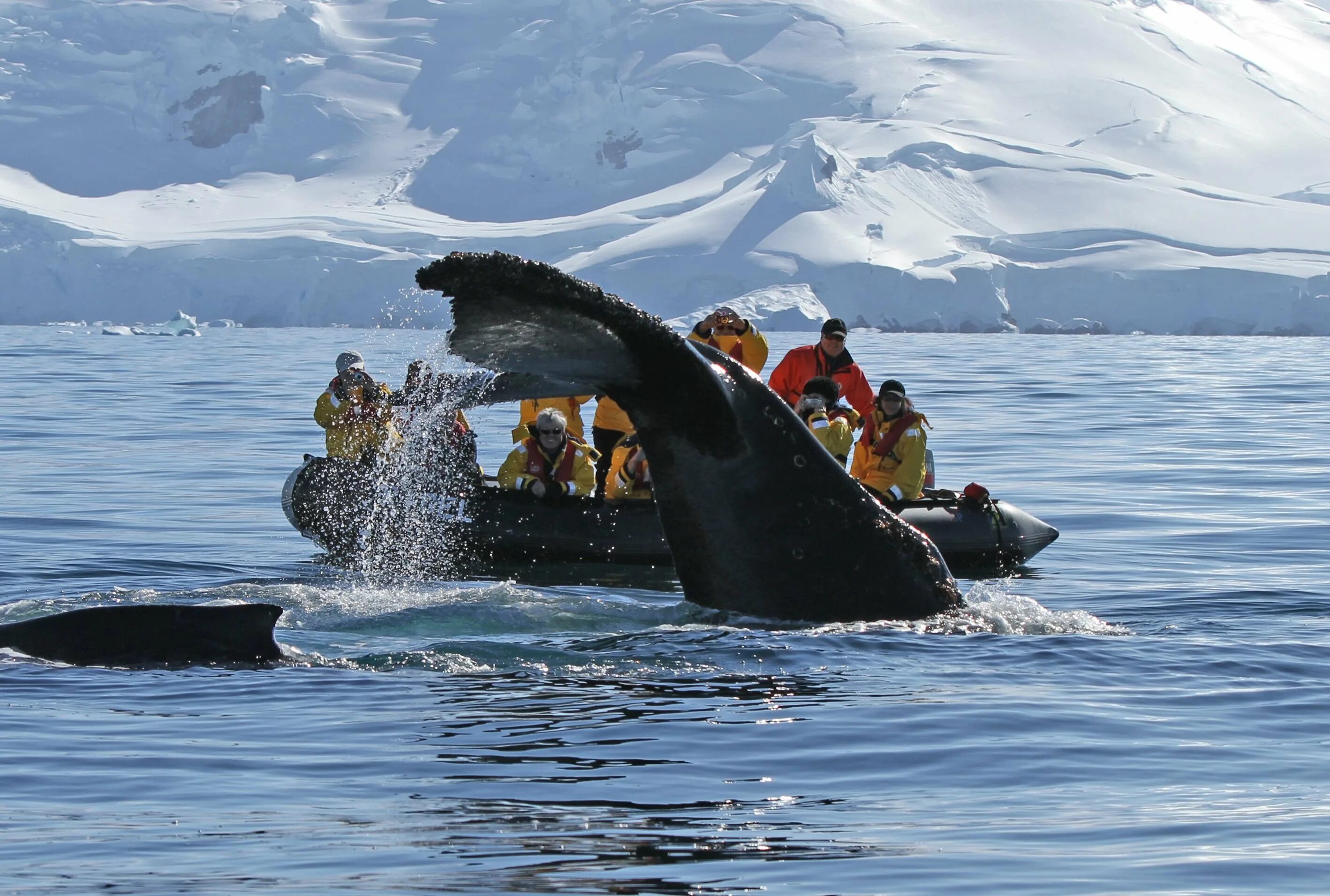Ушуайя Антарктида. Бухта китовая Антарктика. Териберка киты экскурсия. Ушуайя экскурсии в Антарктиду. Тур в мурманск на китов