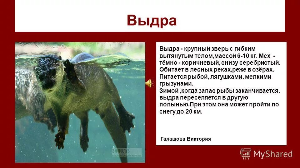 Красная книга омской области проект для 4 класса по окружающему миру
