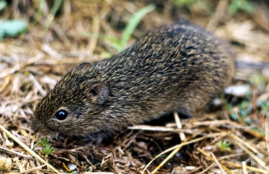 Домовая мышь млекопитающее длина. Sigmodon hispidus. Хлопковая крыса. Cricetidae. Бразильский хомячок акодон.