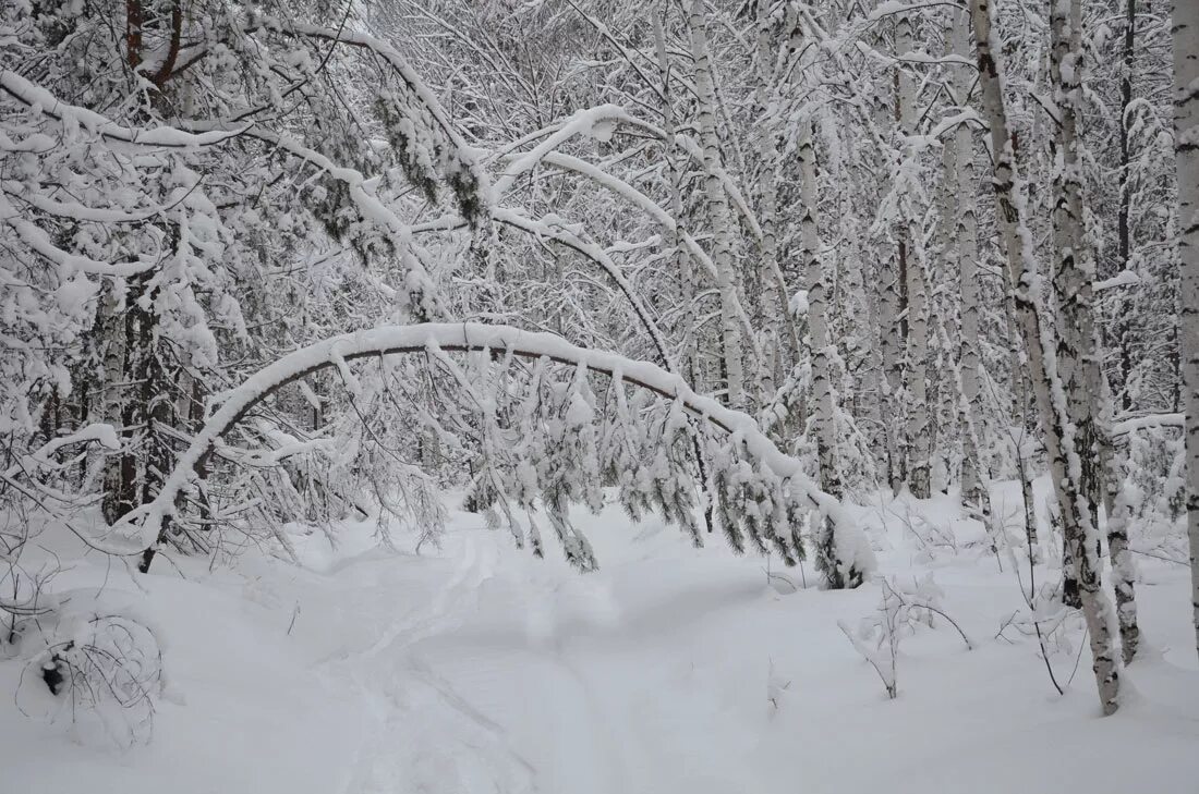 ветка под тяжестью снега. под тяжестью снега. под тяжестью снега. березы в снегу склонились. зимний лес.