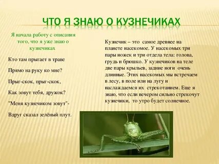 Что делают кузнечики