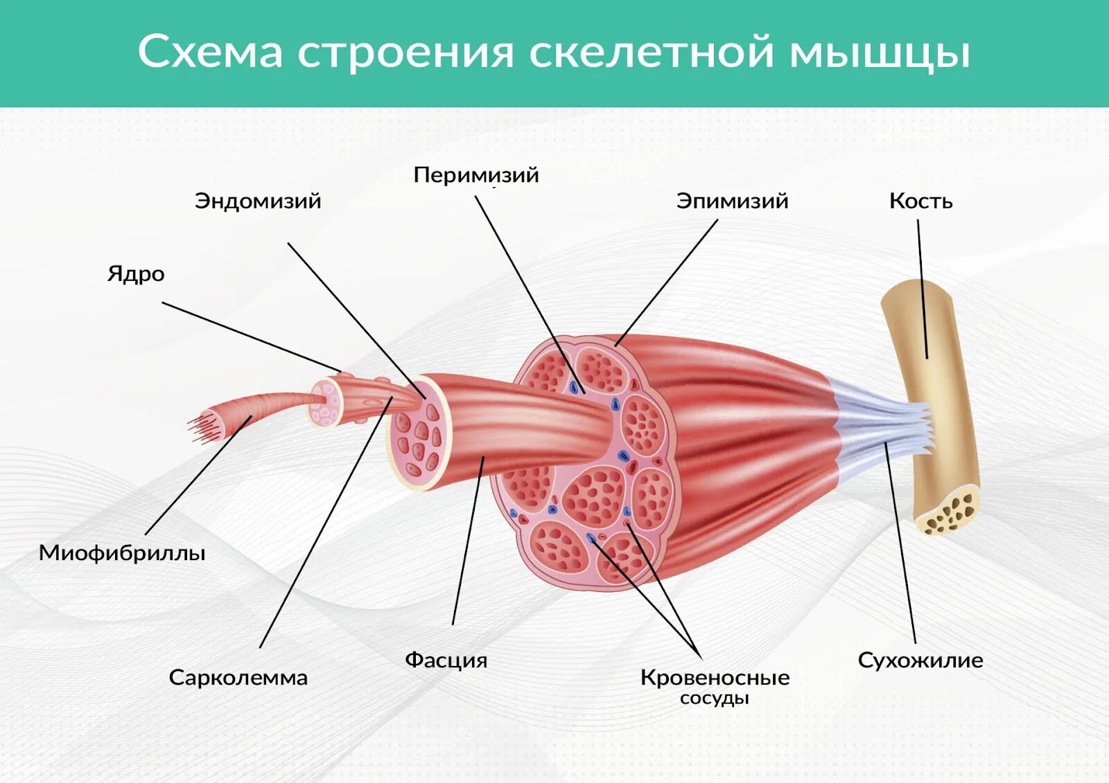 Строение мышцы. Строение мышцы фасция. Эндомизий перимизий эпимизий. Оболочки скелетной мышцы.