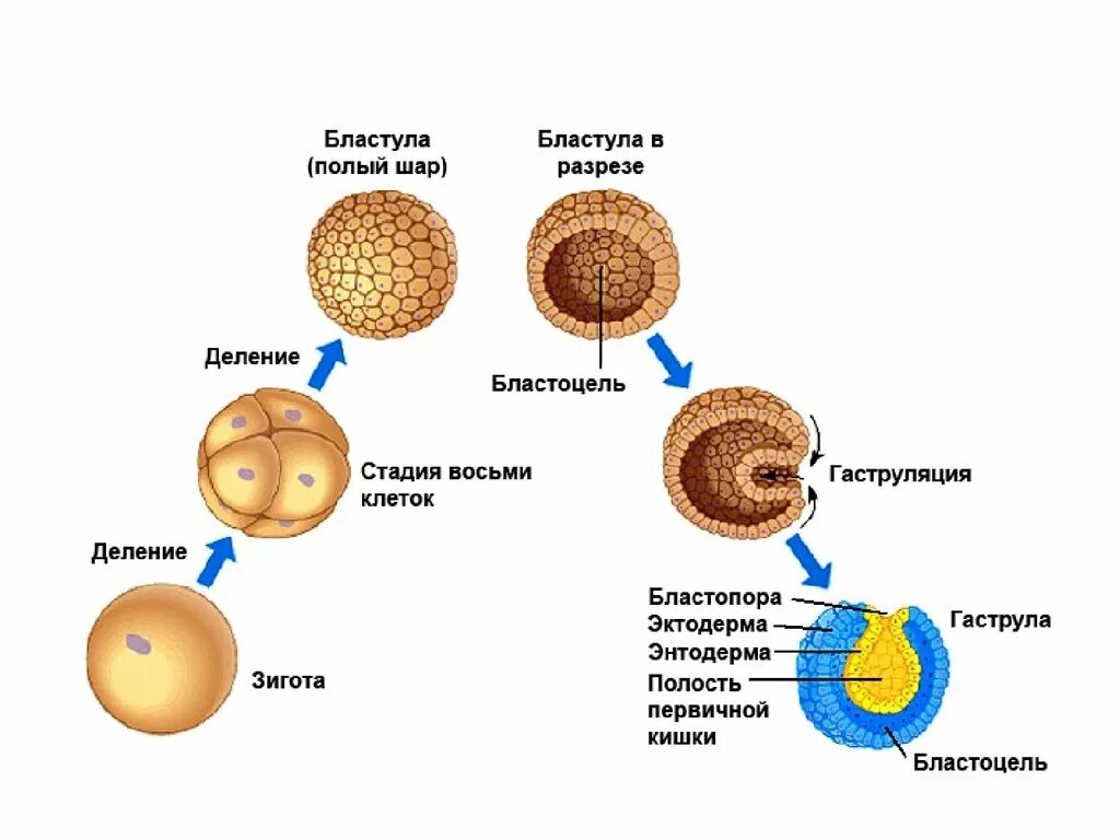 Последовательность стадий развития клеток. Фазы развития эмбриона мезодерма. Эмбриология стадии развития яйцеклетки. Яйцеклетка развитие эмбриональное развитие. Стадии эмбриогенеза оплодотворение.