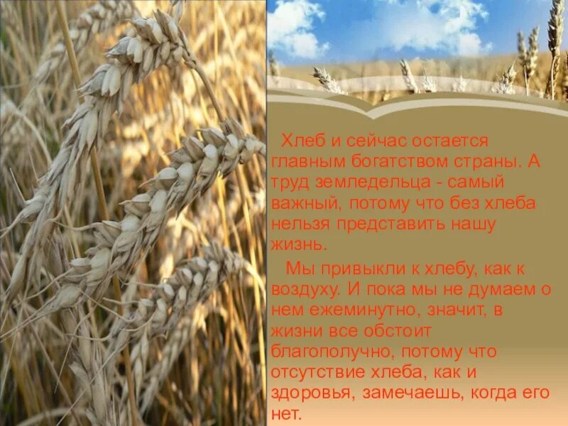 Текст на тему хлебороб 4 класс. Хлеб хлебороб. хлеб хлеба хлебушек хлебороб. презентация о хлеборобах. хлеборобы проект.