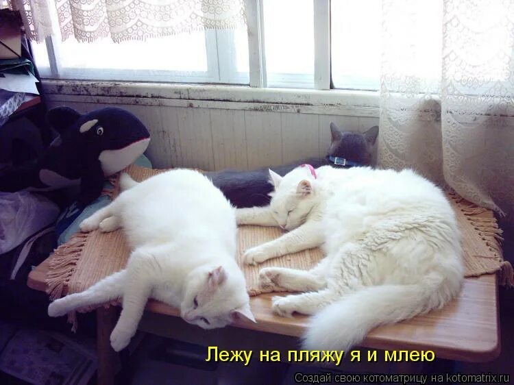 Млеть это. Кошка греется на солнышке. Кошка отдыхает. Млеть это. Кошка на солнце.