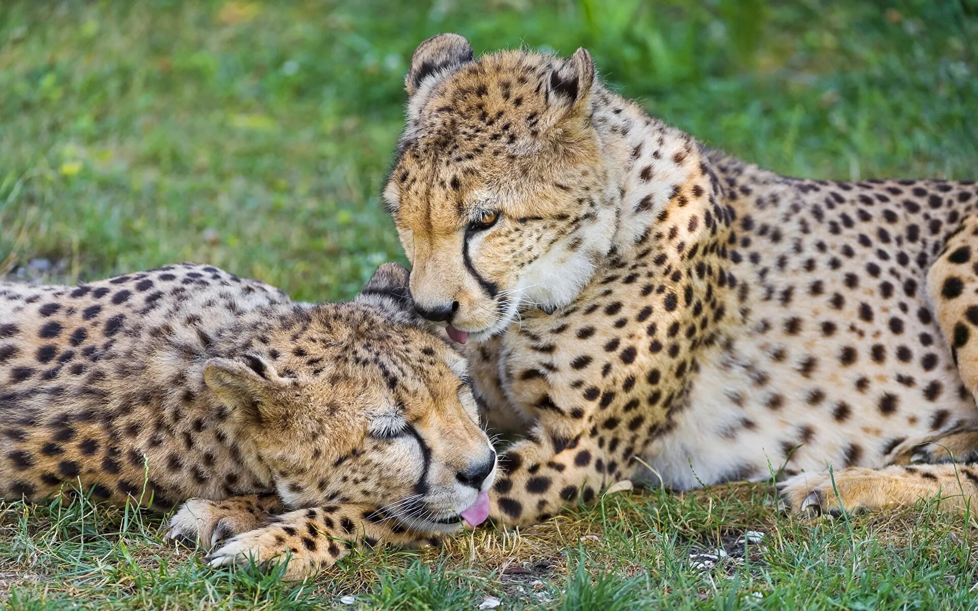 Animals brothers. Тигр леопард гепард Ягуар. Шиншилловый гепард. Гепард самка. Леопард самка.