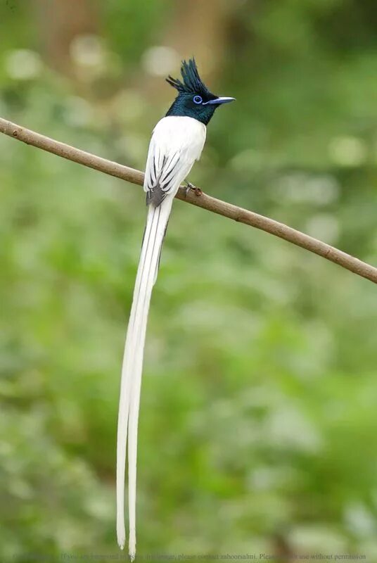 Райская мухоловка Шри Ланка. Птица с длинным хвостом. Райские птицы. Тропические птицы с длинным хвостом. Птичка с длинным хвостиком