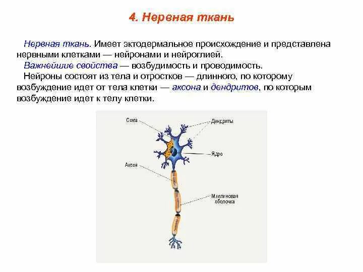 Нервная ткань состоит из ответ. Нервная ткань. Нервная ткань Нейрон. Нервная ткань состоит из. Клетки нервной ткани.