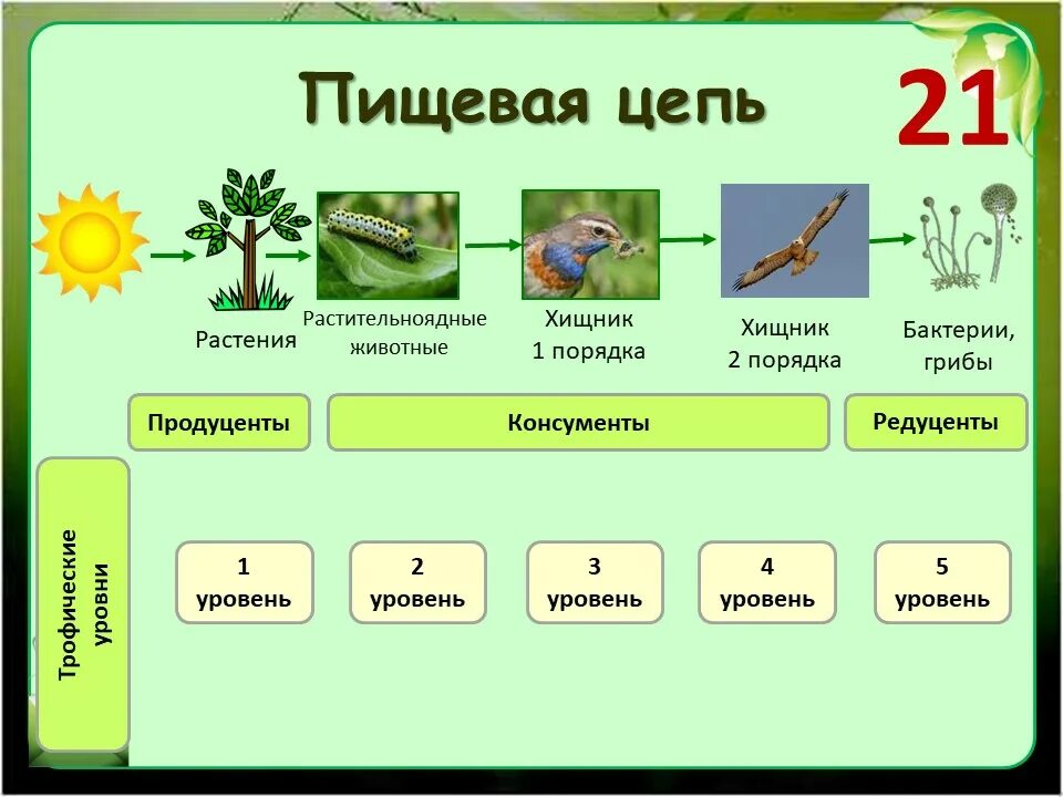 Роль растительноядных птиц в природных сообществах. Цепь питания продуценты консументы редуценты. Продуценты консументы редуценты цепи и сети питания. Пищевая цепь из 6 звеньев продуценты консументы редуценты. Цепь питания растения животных грибов и микроорганизмов.