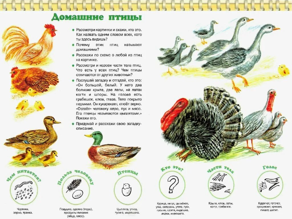 Окружающий мир домашняя птица. Домашние птицы. Лексическая тема домашние птицы. Домашних птиц для детей. Домашних птиц для дошкольников.