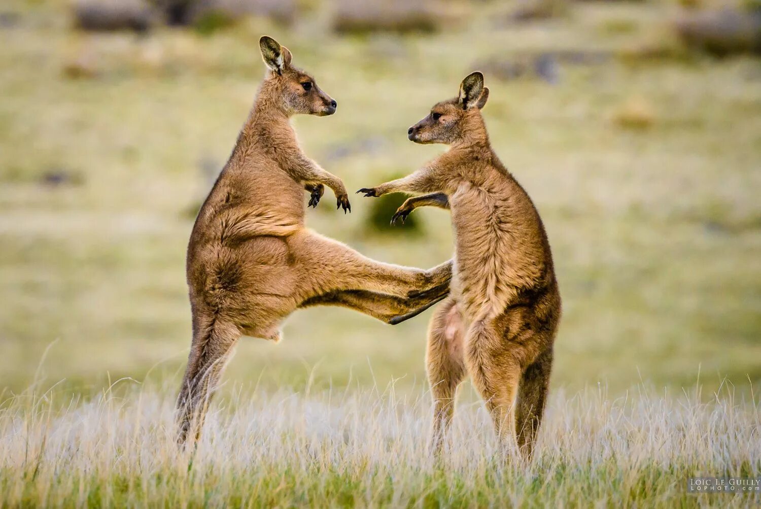 Игровое поведение млекопитающих. Кенгуру в Австралии. Кенгуру дерутся с кенгуру. Эндемики Австралии кенгуру. Самка кенгуру.