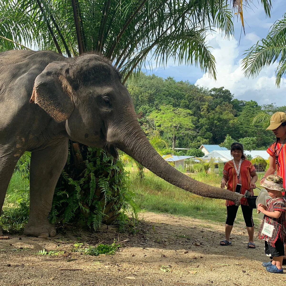 Elephant пхукет. Элефант парк Пхукет. Парк слонов Пхукет. Таиланд катание на слонах. Слоны на Пхукете.