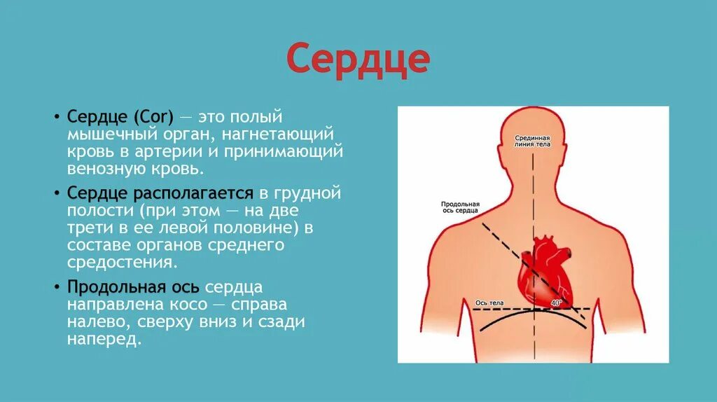 Дом где находится сердце. Сердце полый мышечный орган. Орган нагнетающий кровь в артерии и принимающий венозную кровь. Cor.