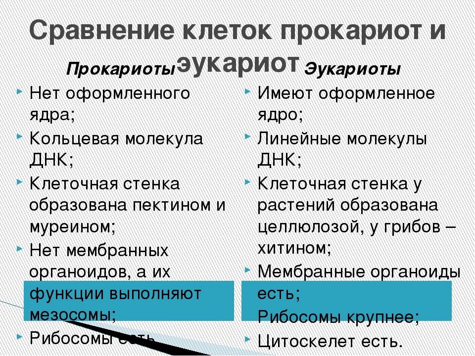 Эукариоты отличия. Сходства и различия прокариотических и эукариотических клеток. Отличия клеток прокариот от эукариот. Различия между прокариотами и эукариотами. Сходства и различия в строении клеток эукариот и прокариот.