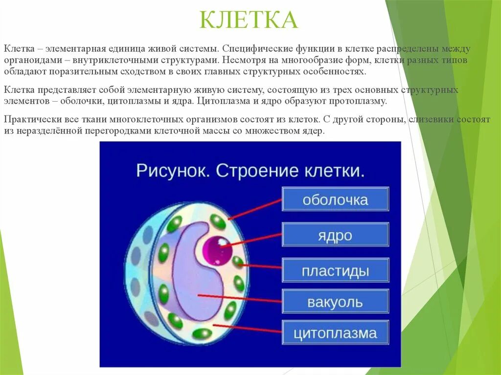 Почему клетка маленькая. Клетка Живая система. Клетка элементарная Живая система. Схема клетка Живая система. Структурные единицы клетки.