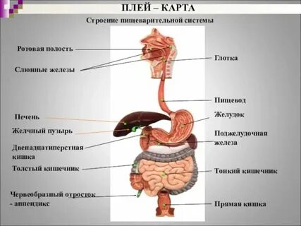 Наука о строении системы органов
