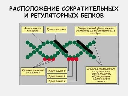 Какие системы выполняют регуляторную функцию