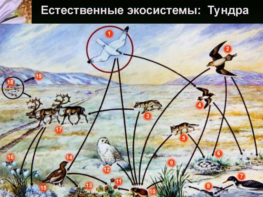 Биоценоз тундры. Пищевая сеть биогеоценоза в тундре. Экосистема тундры. Тундра цепь экосистемы. Изучите фрагмент экосистемы тундры