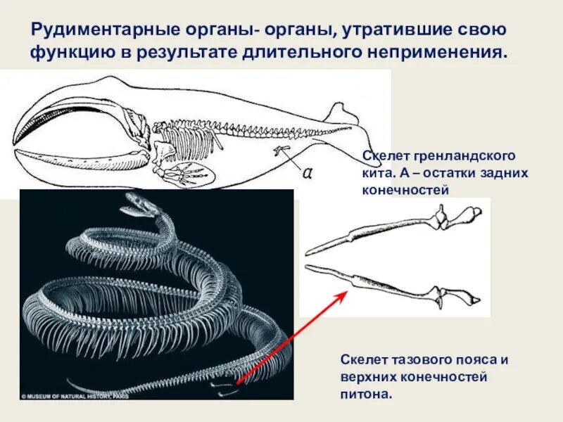 Рудимент у питона. Скелет кита рудименты. Рудименты тазового пояса кита. Рудимент задних конечностей кита.