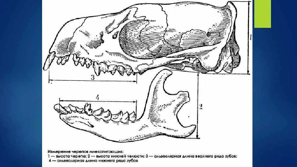 Если у животного имеется череп