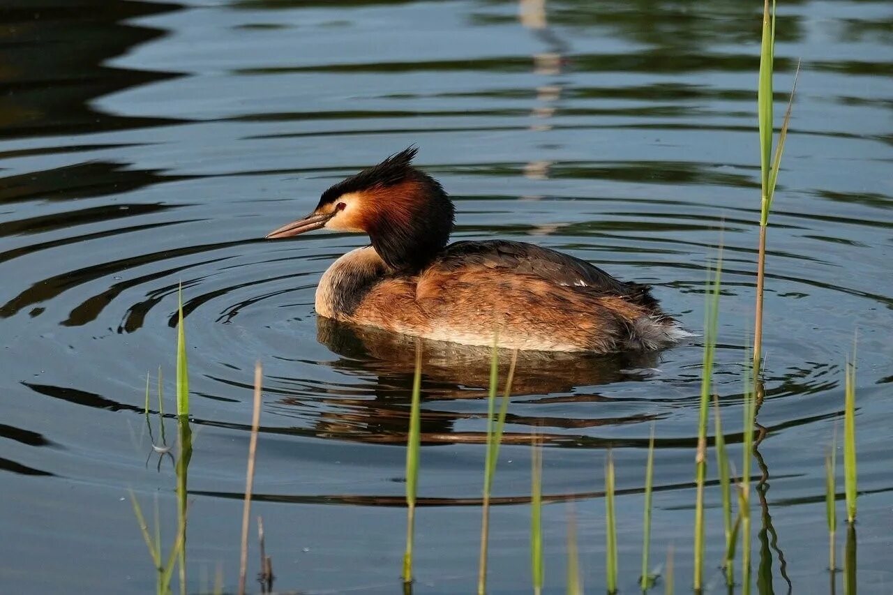 Большая поганка – podiceps cristatus. Южная водоплавающая птица 8 букв. Южная водоплавающая птица 8 букв. Дикие водоплавающие птицы. Южная водоплавающая птица 8 букв.