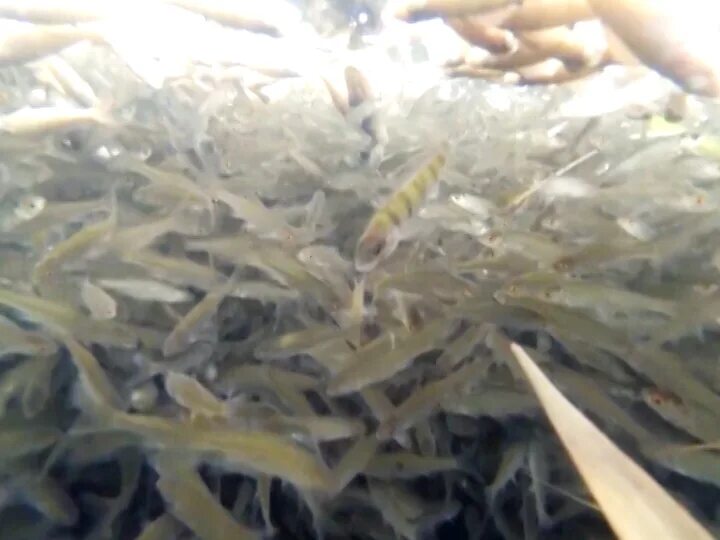 пивко озерск уральская. рыбки озерск. озерские рыбы. рыбки озерск. рыбный магазин в коврове.