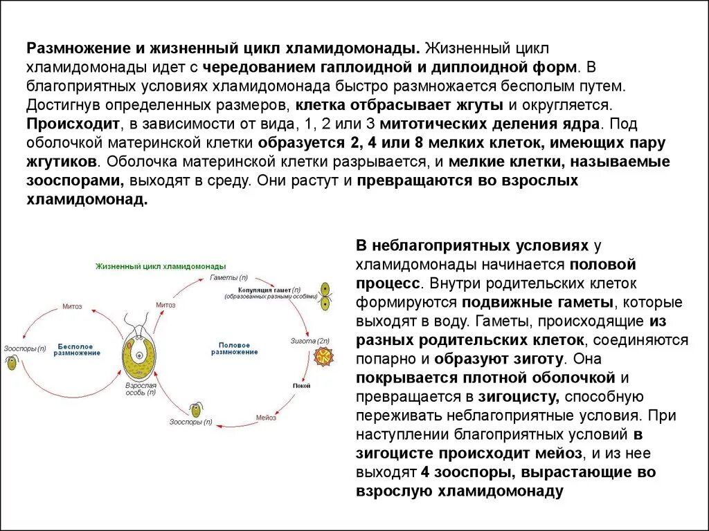 Сложный жизненный цикл. Жизненный цикл хламидомонады ЕГЭ. Цикл развития хламидомонады схема. Жизненный цикл хламидомонады ЕГЭ схема. Диплоидная стадия жизненного цикла хламидомонады.