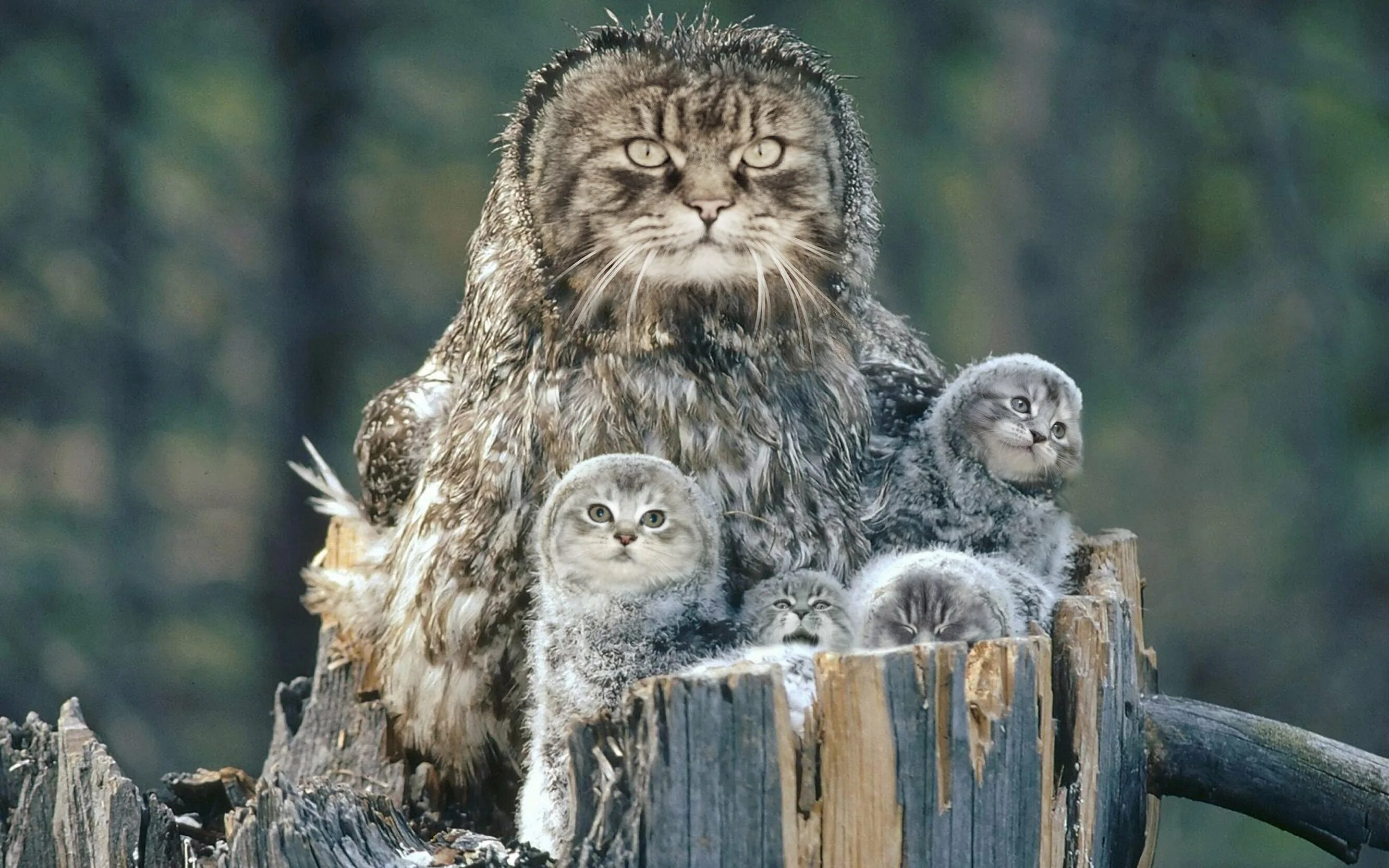 Perfect animals