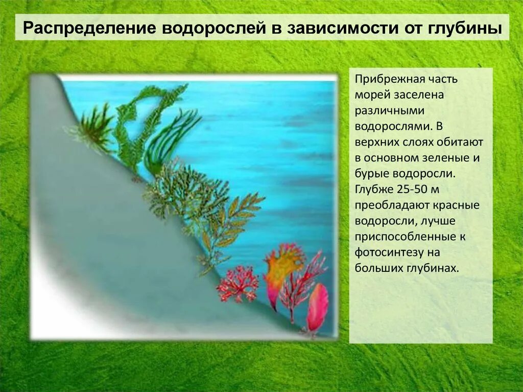 Красные водоросли глубина обитания. Глубина обитания зеленых водорослей. Бурые водоросли обитание. Водоросли на глубине.