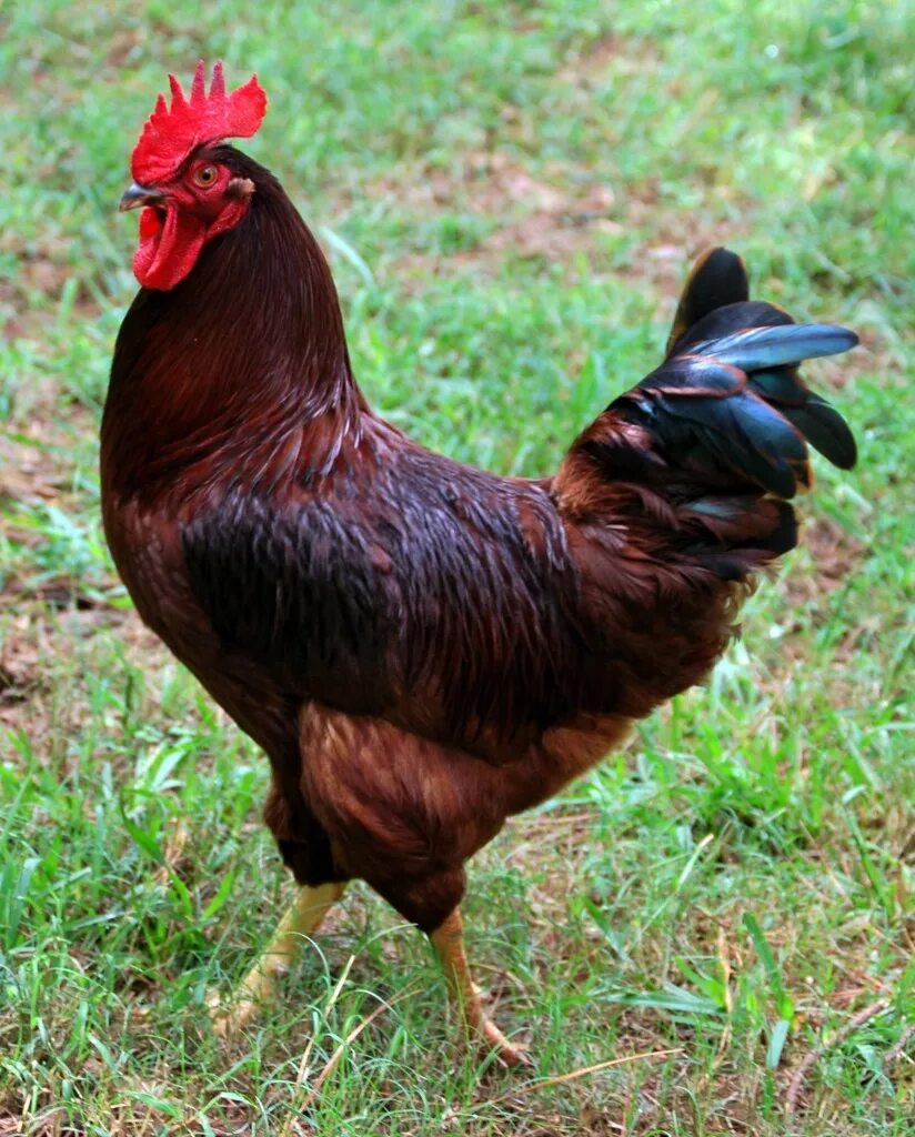 Показать петуха какие. Род-Айленд порода кур. Род-Айланд куры. Род-Айленд красный порода кур. Курица породы род-Айланд красный.