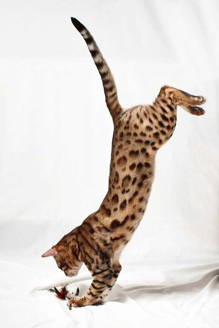 Рассмотрите фотографию пятнистой кошки породы бенгальская. Бенгальская кошка. Мейн кун Ашера. Кошки бенгальской породы. Бенгальская кошка f5.