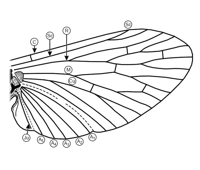 Оборудования для исследования строения крыла бабочки. Схема жилкования крыла насекомого. Жилкование крыльев насекомых схема. Строение крыла насекомых жилки. Сетчатое жилкование крыльев насекомых.